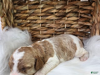 Cavapoo dogs - Ad 13