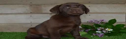 Labrador Retriever dogs for sale: Ann - Ad 2