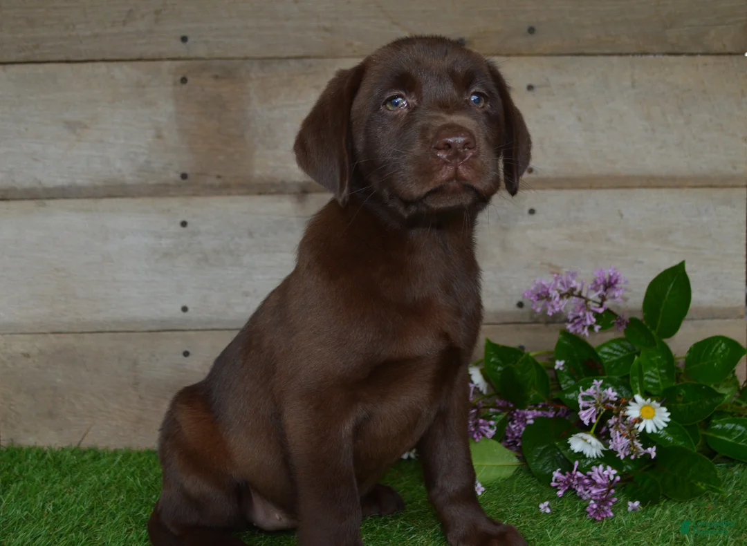 Labrador Retriever dogs for sale: Ann - Ad 2