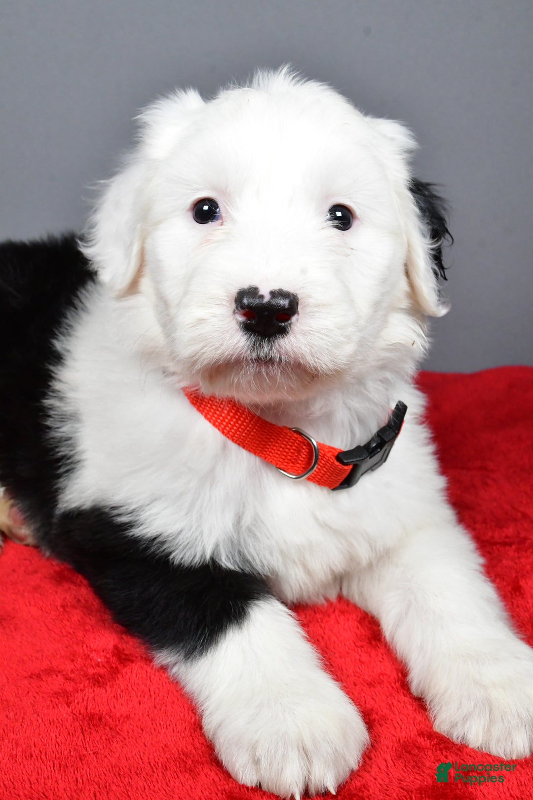 Old English Sheepdog dogs for sale: Ellie - Ad 2