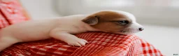 Jack Russell Terrier dogs for sale: Jack Russell Terrier 5 - Ad 3