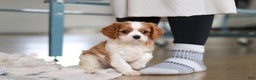 Cavalier King Charles Spaniel dogs for sale: Finn - Ad 9