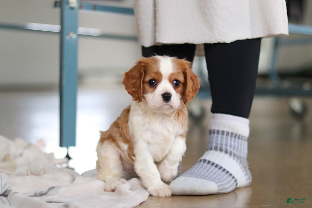 Cavalier King Charles Spaniel dogs for sale: Finn - Ad 9