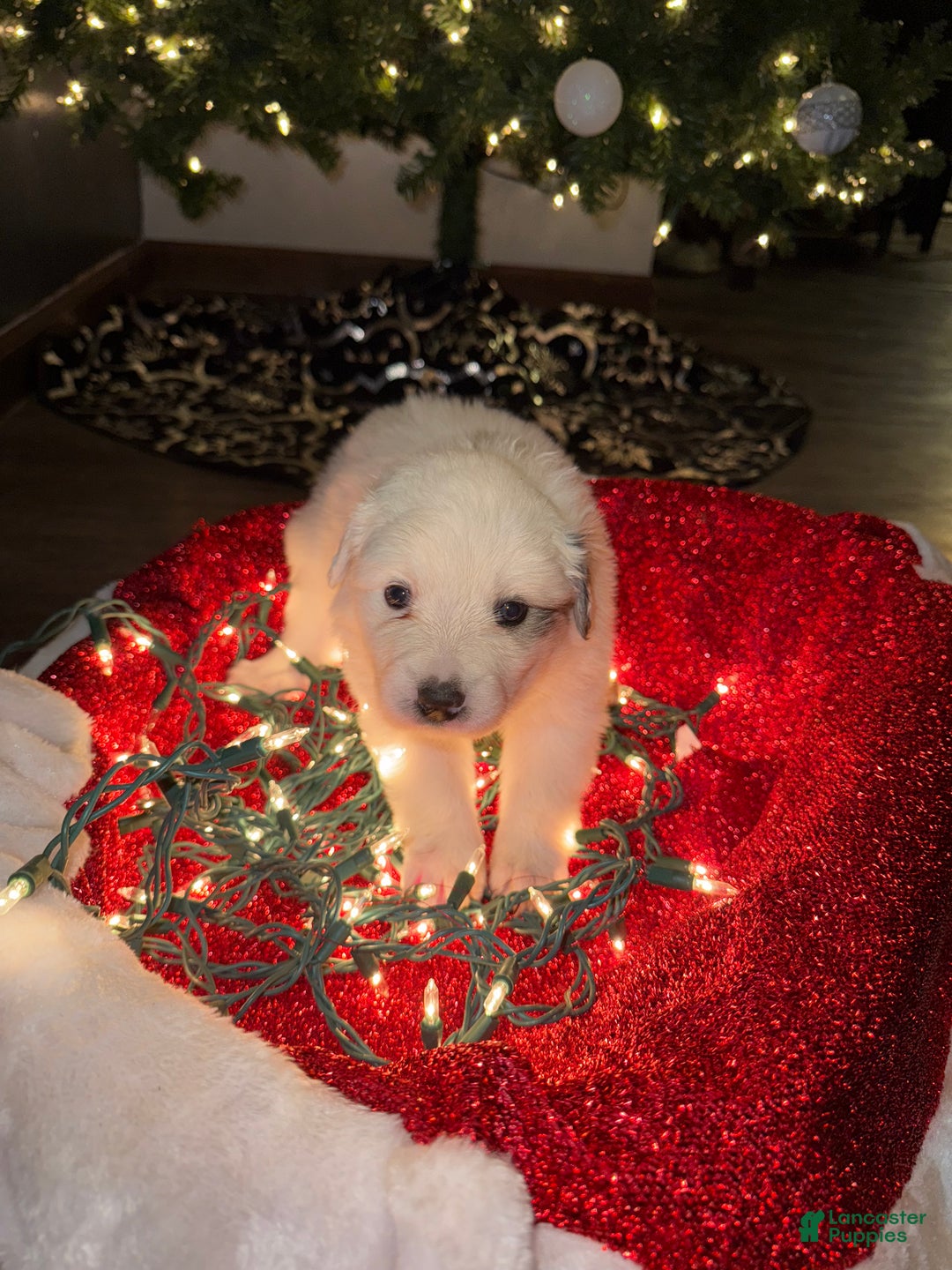 Great Pyrenees dogs for sale: Opal- yellow - Ad 2