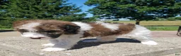 Miniature Poodle dogs for sale: Riley - Ad 6