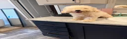 Mini Goldendoodle dogs for sale: Mini Goldendoodle 1 - Ad 2