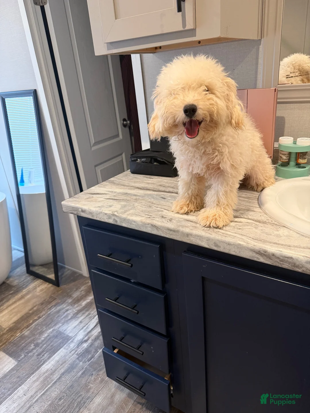 Mini Goldendoodle dogs for sale: Mini Goldendoodle 1 - Ad 2