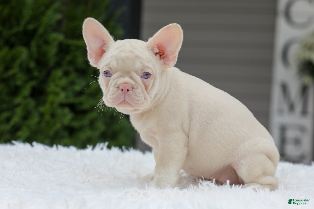 French Bulldog dogs for sale: Queen - Ad 5