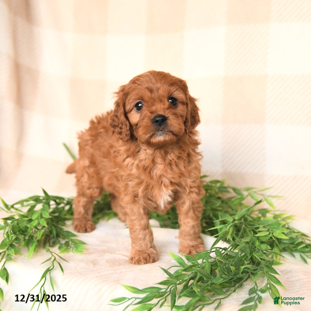 Cavapoo dogs for sale: Casey - Ad 2