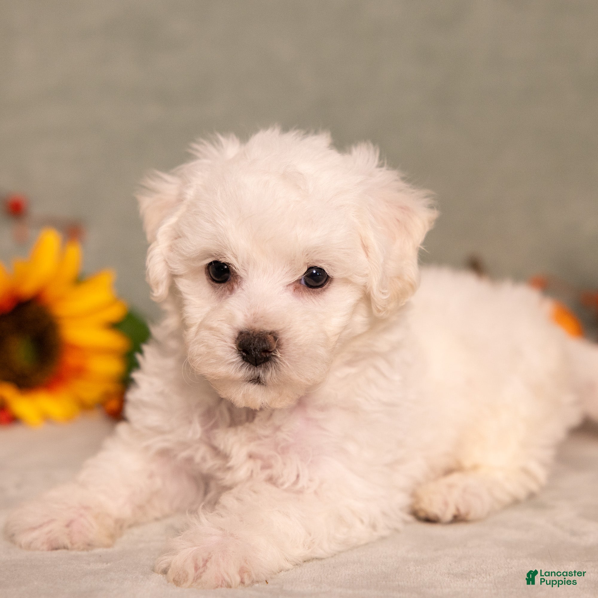 Bichon Frise dogs for sale: Quack - Ad 1
