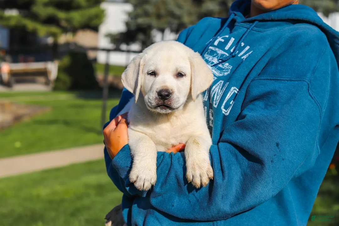 Labrador Retriever dogs for sale: Stormy - Ad 20