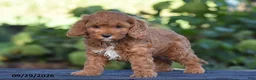 Cavapoo dogs for sale: Kyle - Ad 4