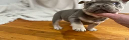 French Bulldog dogs for sale: Pluto - Ad 4