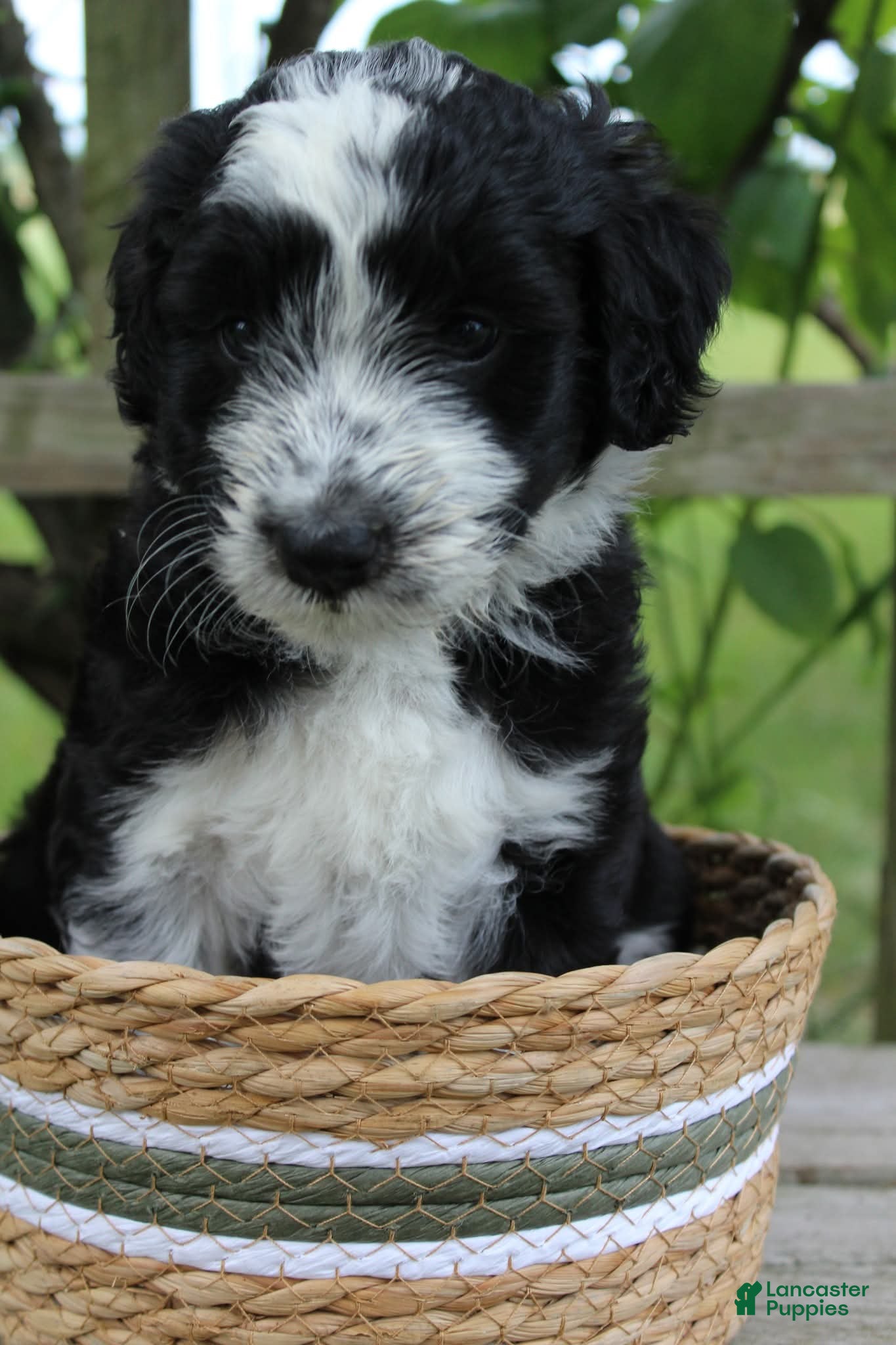 Bordoodle dogs Romeo - Ad 3