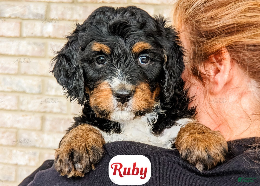 Bernedoodle dogs for sale: Sapphire - Ad 14