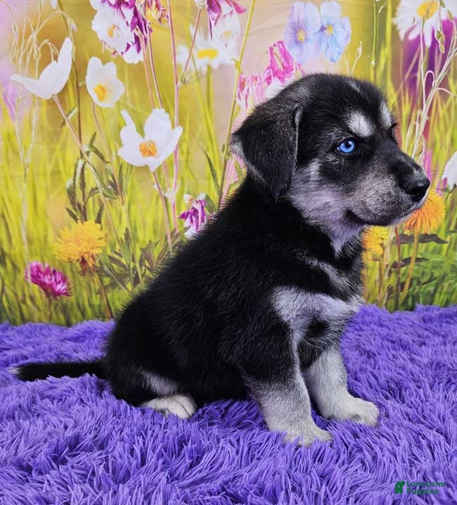 Dog Breed Goberian Puppies With Blue Eyes For Sale Goberian
