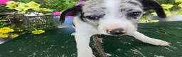 Chihuahua dogs for sale: Blaze - Ad 5