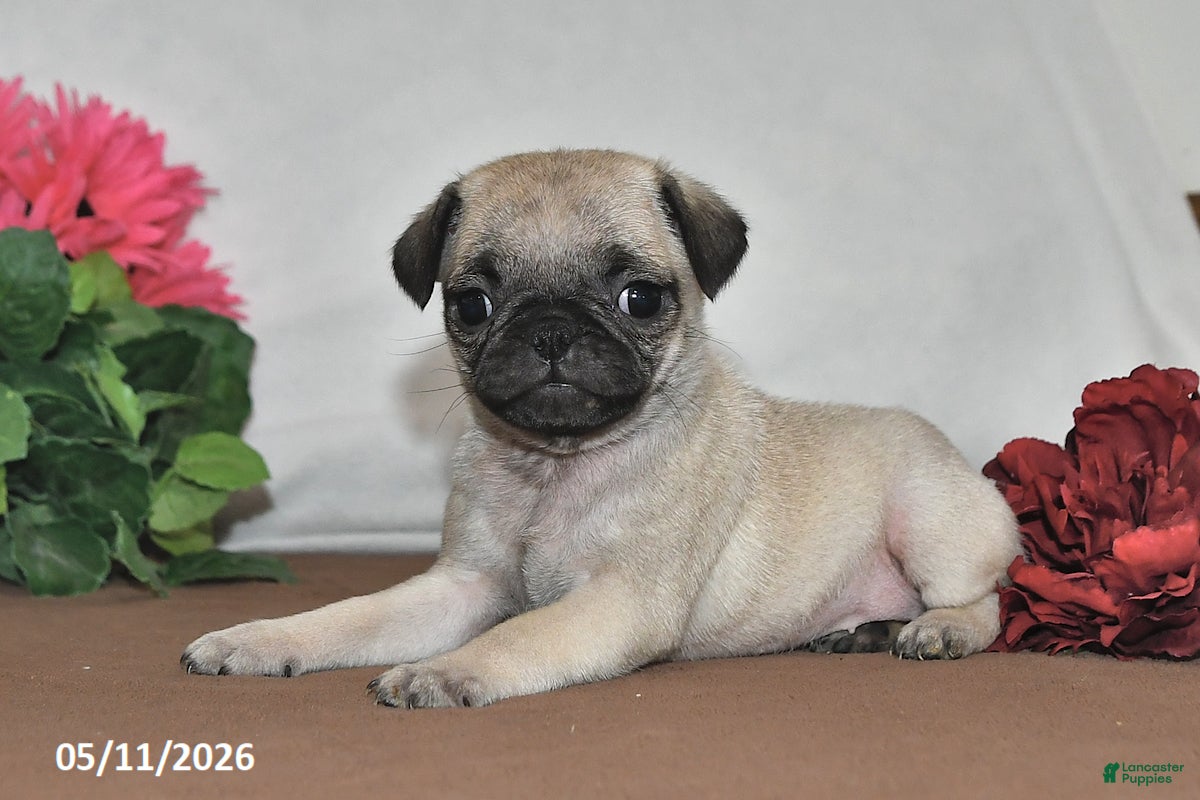 Pug dogs Princess - Ad 2