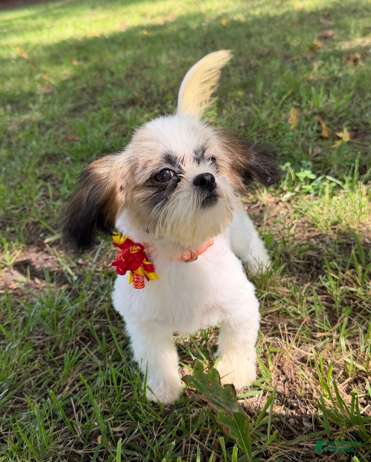 Shih Tzu dogs Duke - Ad 1