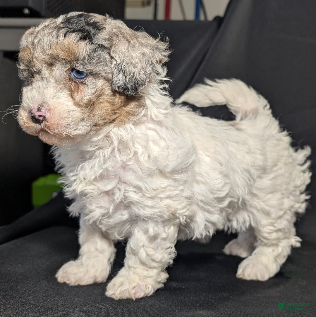 Mixed Breed dogs for sale: Molly  - Ad 4