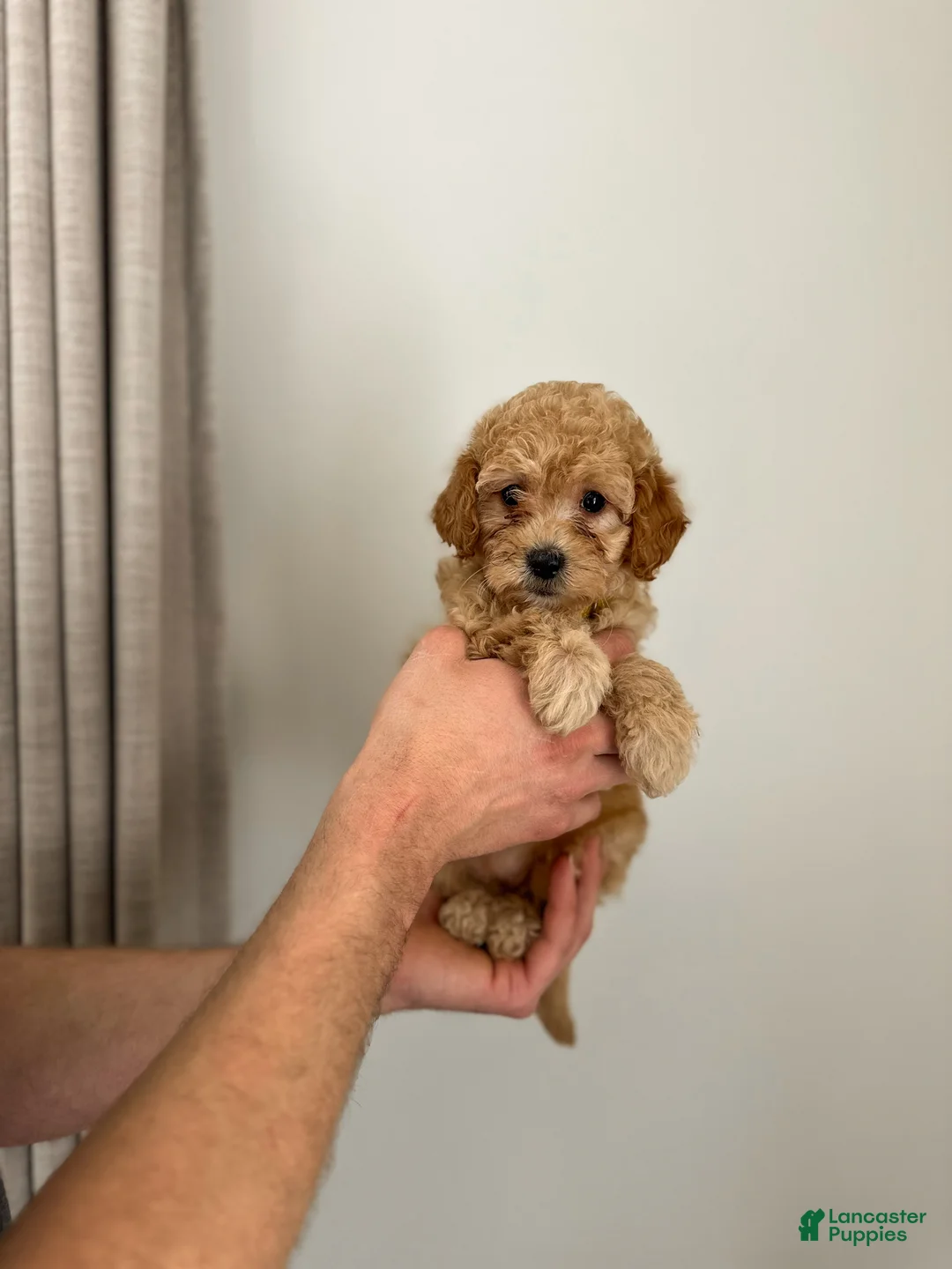 Mini Goldendoodle dogs for sale: Olive  - Ad 3