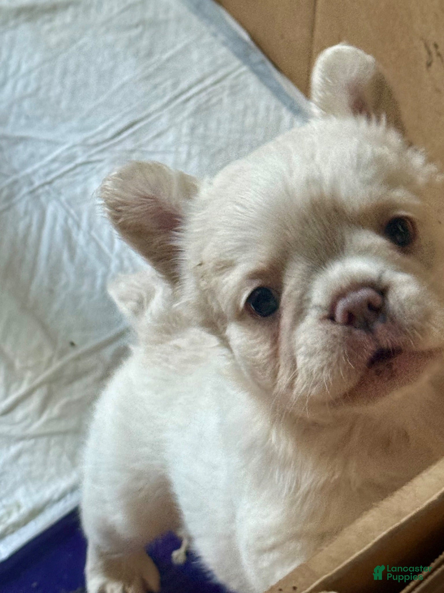 French Bulldog dogs French Bulldog 2 - Ad 1