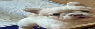 French Bulldog 2