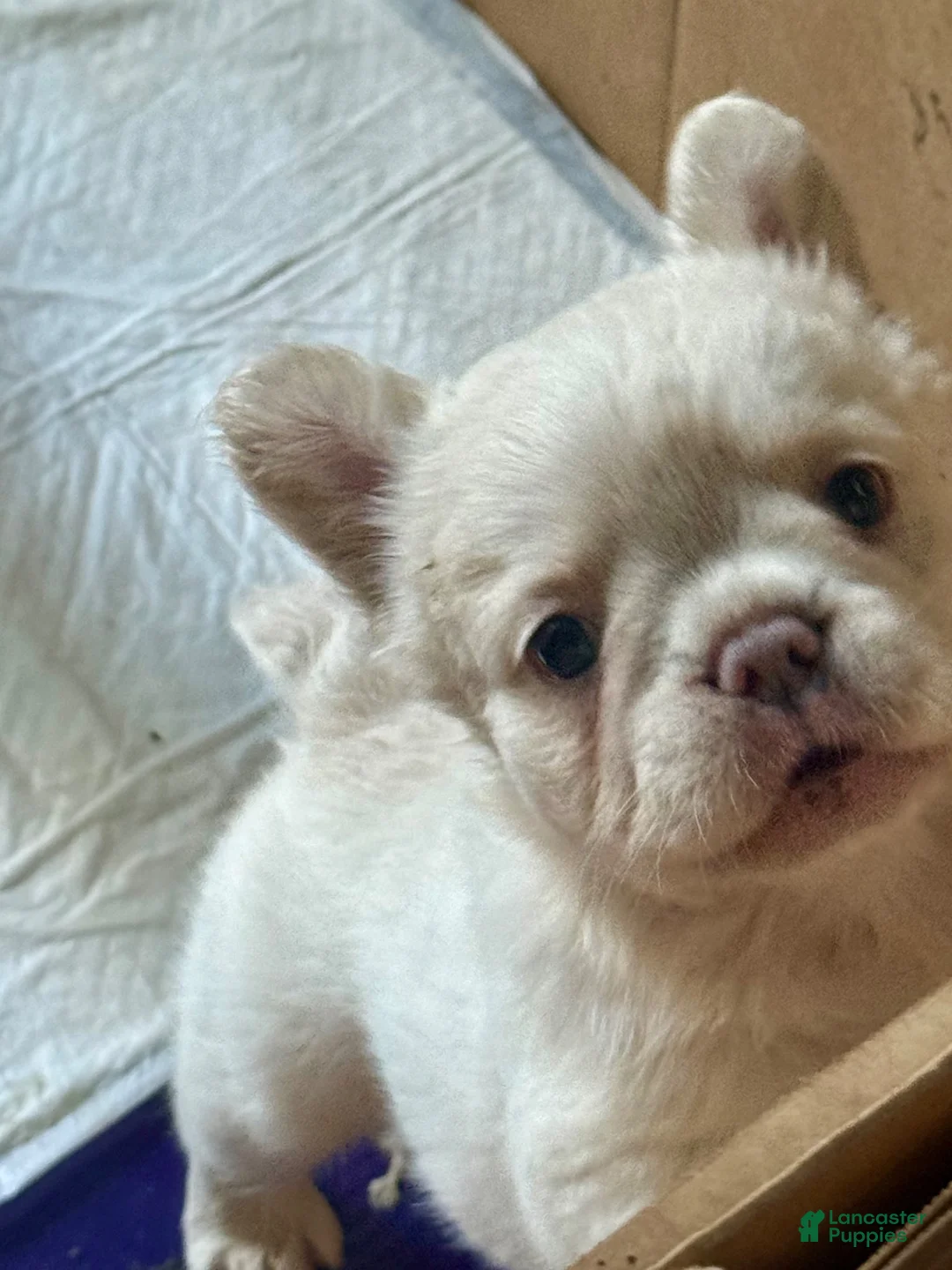French Bulldog dogs for sale: French Bulldog 2 - Ad 1