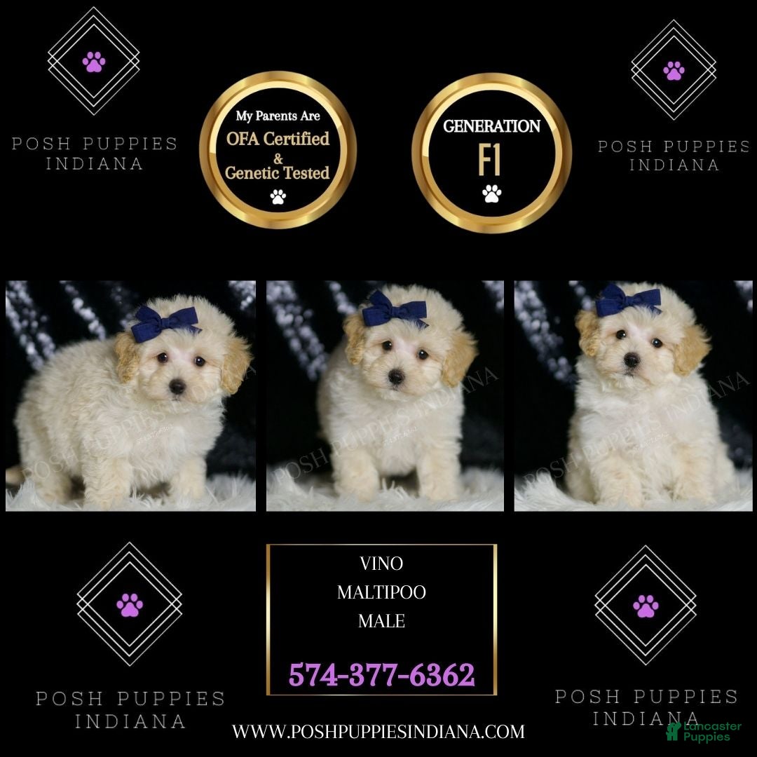 Maltipoo dogs Vino - Ad 2