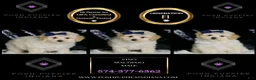 Maltipoo dogs for sale: Vino - Ad 2