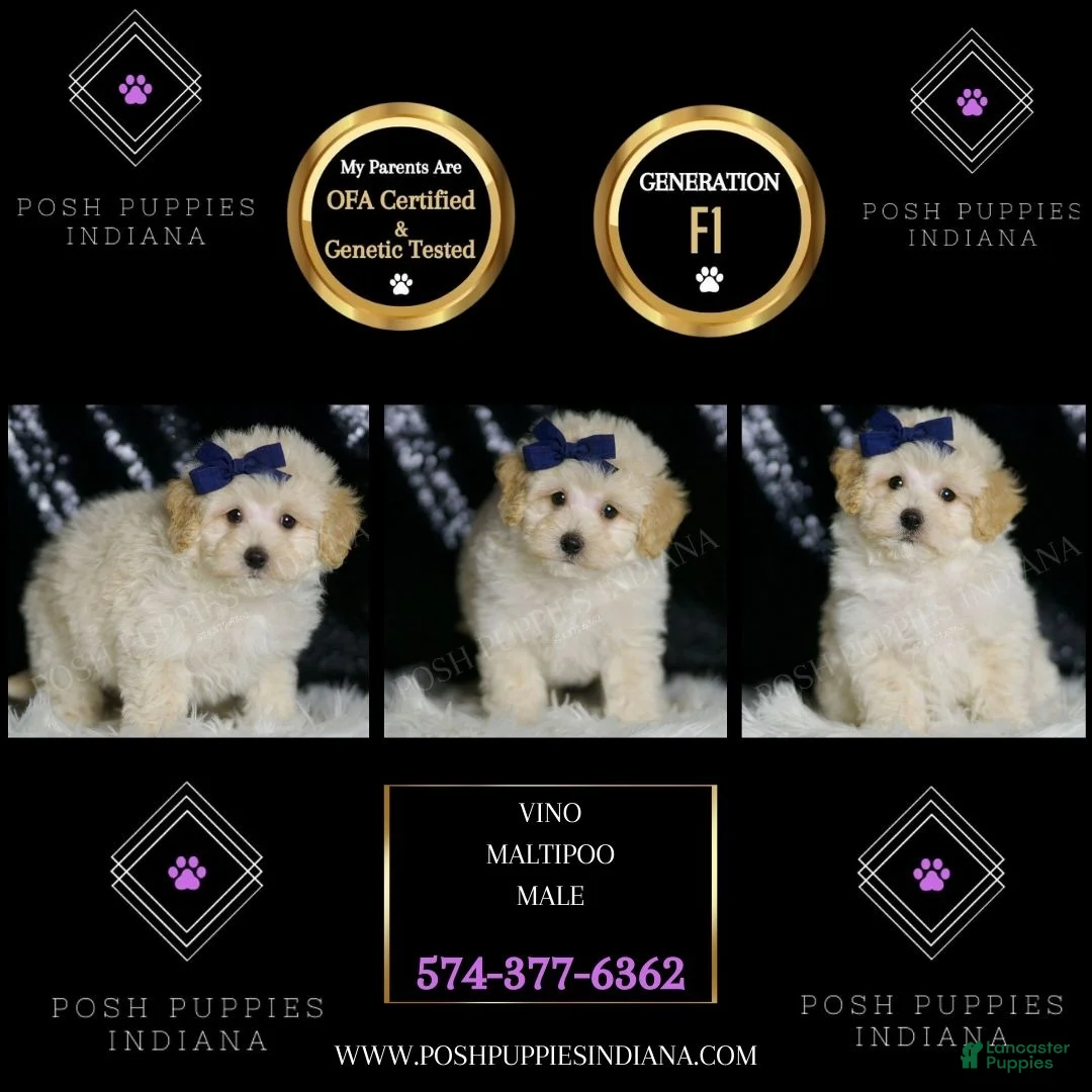 Maltipoo dogs for sale: Vino - Ad 2