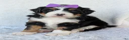 Mini Bernedoodle dogs for sale: Mini Bobbin  - Ad 15