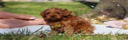 Cavapoo dogs for sale: Archie - Ad 8