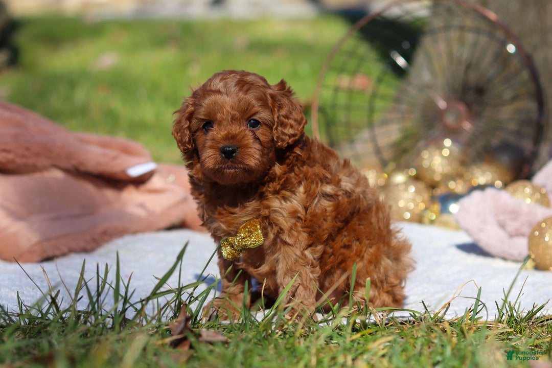 Cavapoo dogs for sale: Archie - Ad 8