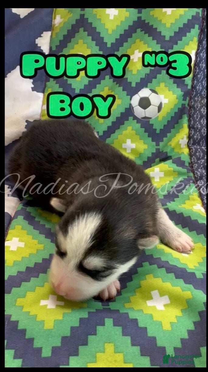 Pomsky dogs Pomsky 3- Boy - Ad 1