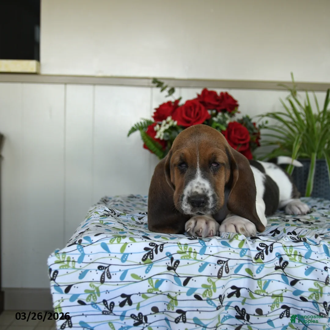 Basset Hound dogs for sale: Eliza - Ad 3