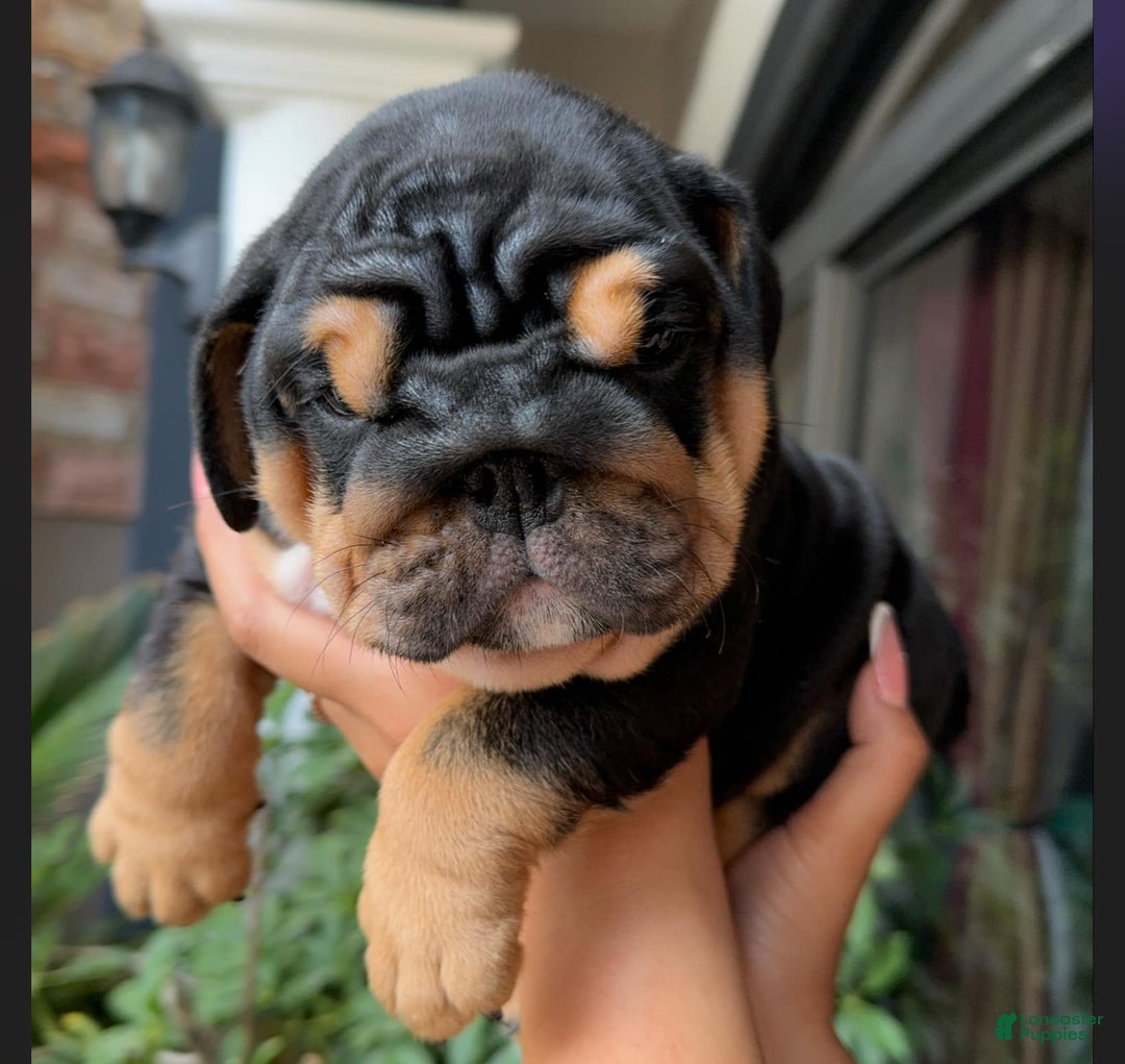 Gallery Image {{count}}