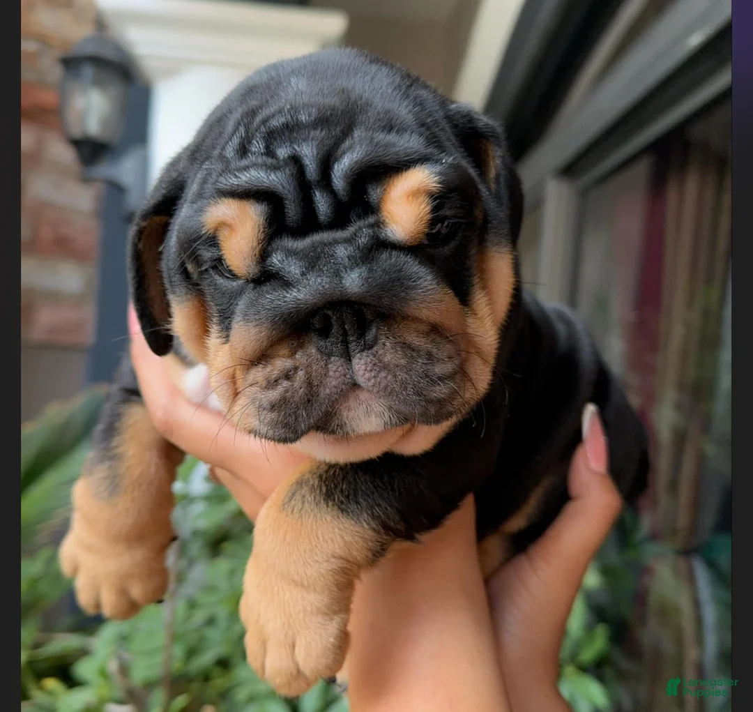 Gallery Image {{count}}