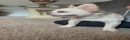 French Bulldog dogs for sale: Wham  - Ad 4
