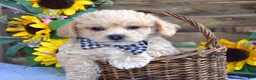 Maltipoo dogs for sale: Toby - Ad 3