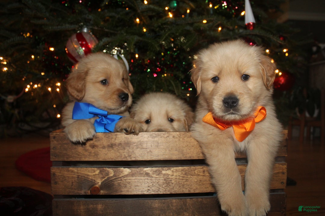 Golden Retriever dogs for sale: Golden Retriever Puppy orange  - Ad 9