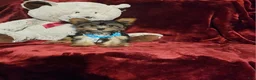 Yorkshire Terrier dogs for sale: *KNOX* - Ad 8