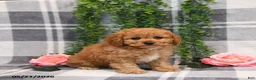 Cockapoo dogs for sale: Ida - Ad 3