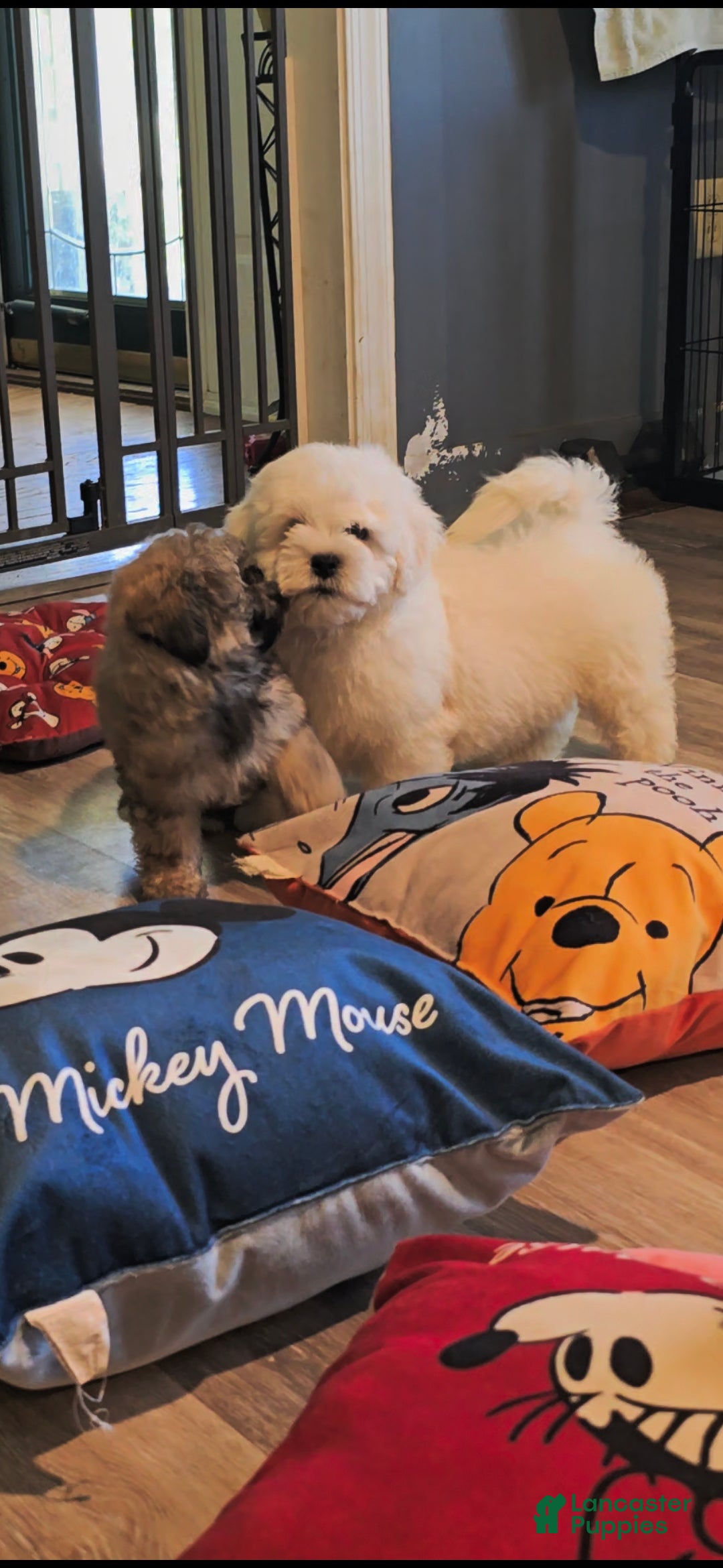 Shihpoo dogs Jasper - Ad 12
