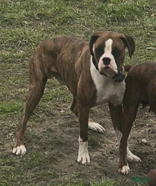 Boxer dogs Brick - Ad 42