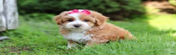 Maltipoo dogs for sale: Jewel - Ad 2