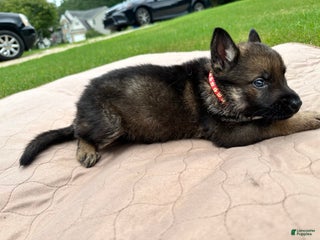 German Shepherd dogs - Ad 40