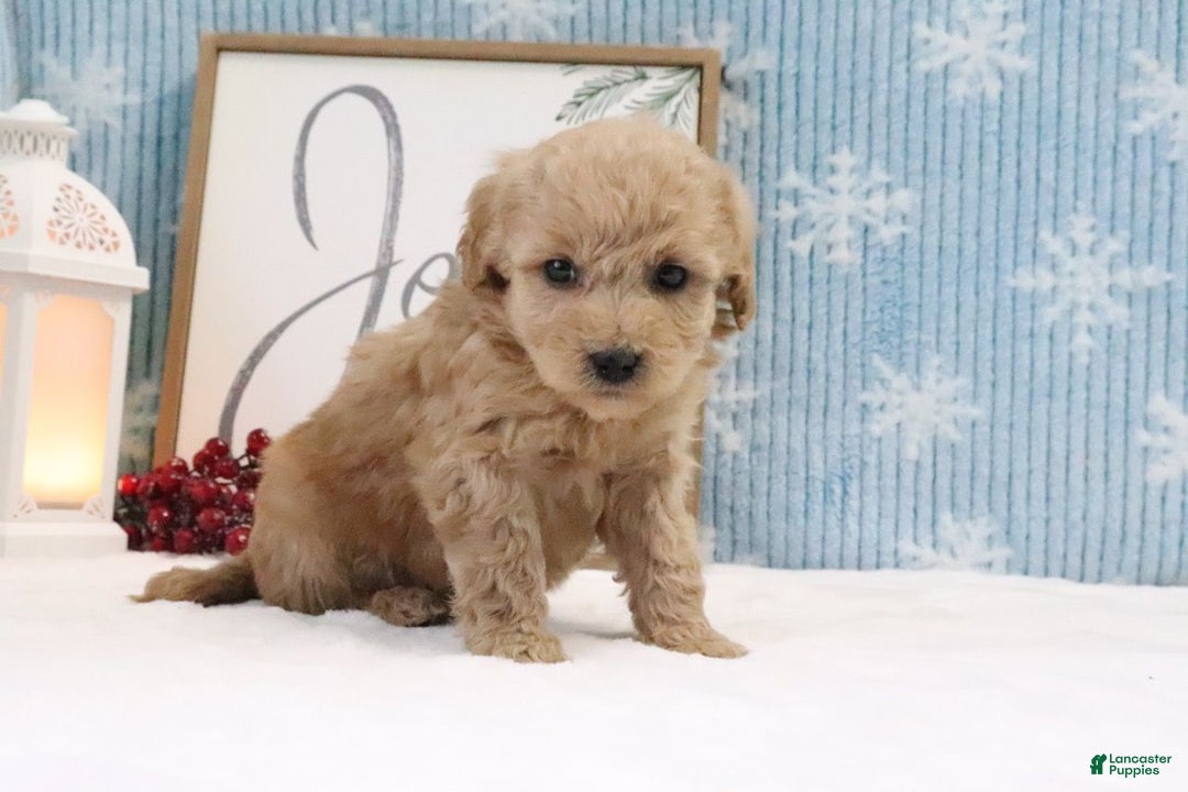 Cavapoo dogs for sale: Thomas - Ad 4