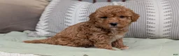 Havapoo dogs for sale: Tripp - Ad 6