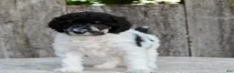 Standard Poodle dogs for sale: Sage AKC standard poodle - Ad 23